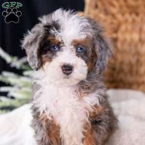 Murphy (tiny), Mini Bernedoodle Puppy